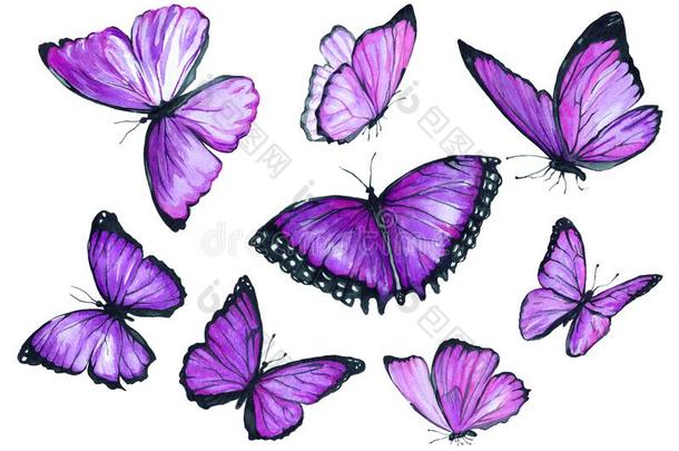 收集水彩关于飞行的紫色的蝴蝶.