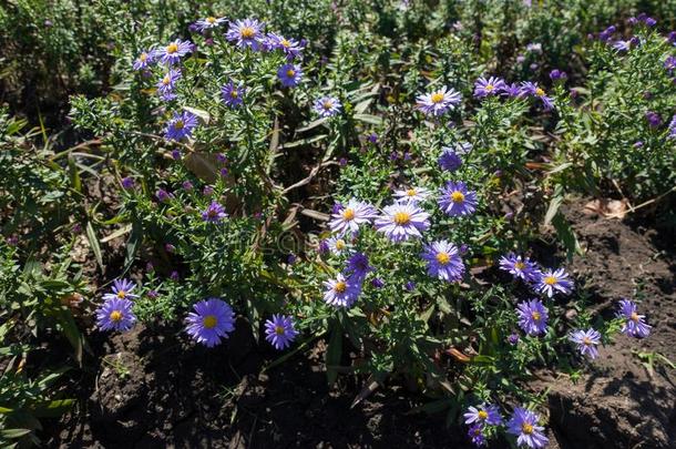 签关于紫罗兰花关于米迦勒节雏菊
