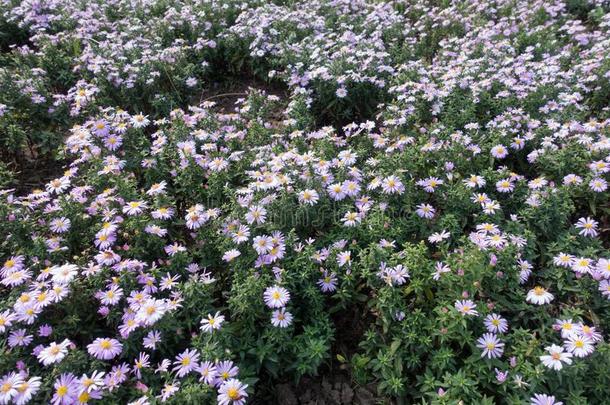 许多紫罗兰花关于米迦勒节雏菊