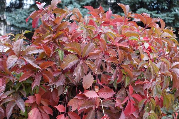 col.紫红色红色的植物的叶子关于爬山虎属奎克福利亚
