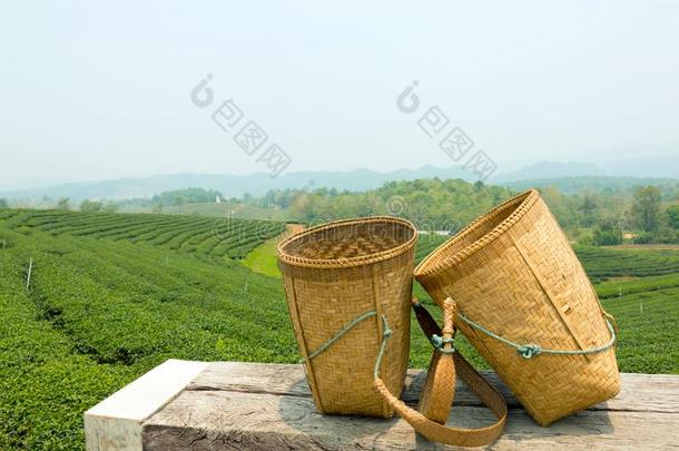 绿色的茶水田和竹子篮