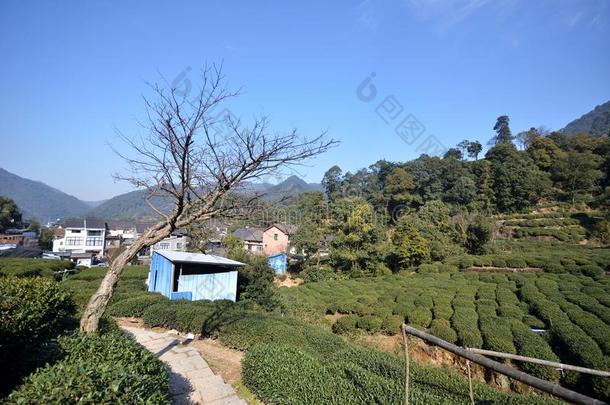 中国人龙井茶水种植园
