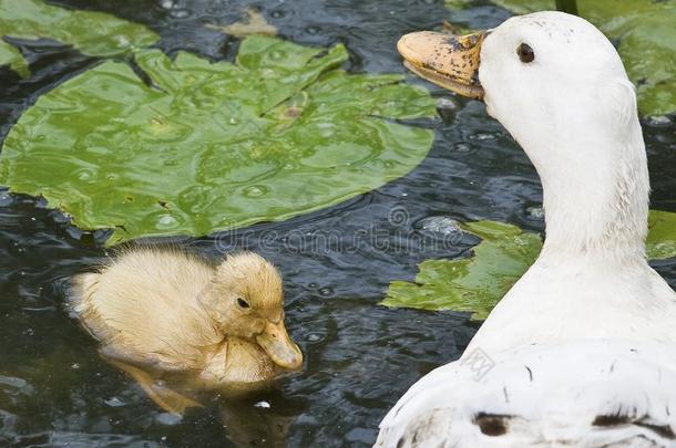 小鸭和她妈妈