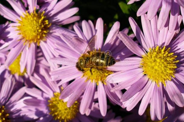 蜂蜜蜜蜂收集花粉从新的使击球员出局阿斯特
