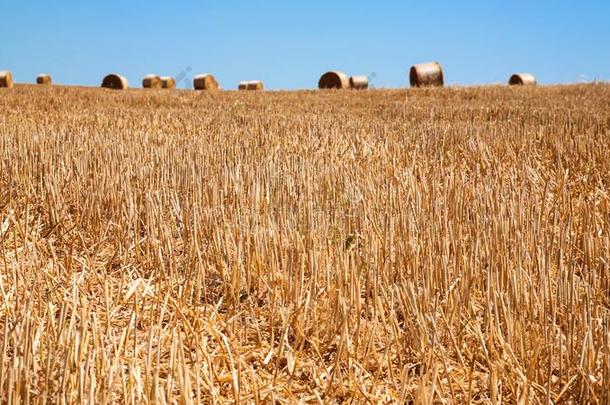 收割田和包关于稻草采用法国