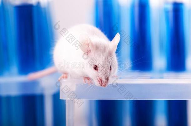 白色的实验室大老鼠向蓝色背景