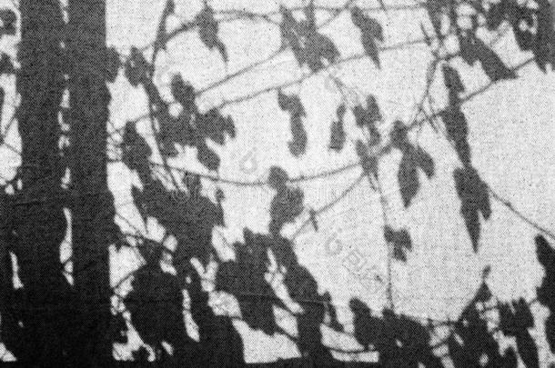 阴影关于树枝树和树叶向白色的窗帘或墙采用