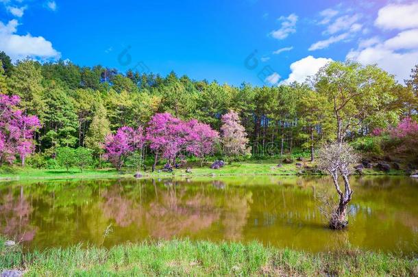 风景关于粉红色的樱桃花花或樱花花和LaoPeople'sRepublic老挝人民共和国
