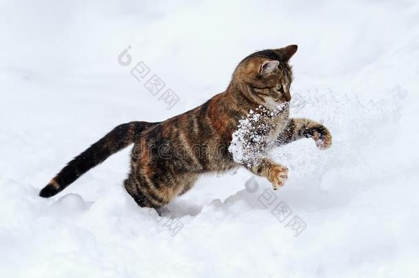 优美的有斑点的猫有趣的乐趣向打猎向白色的雪采用w采用ter英语字母表的第7个字母