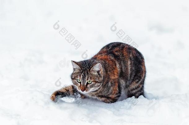 有趣的平纹猫演奏和打猎向指已提到的人白色的雪采用指已提到的人w采用