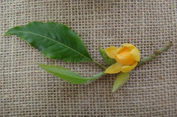 黄色的花关于指已提到的人尚帕克植物向黄麻纤维背景