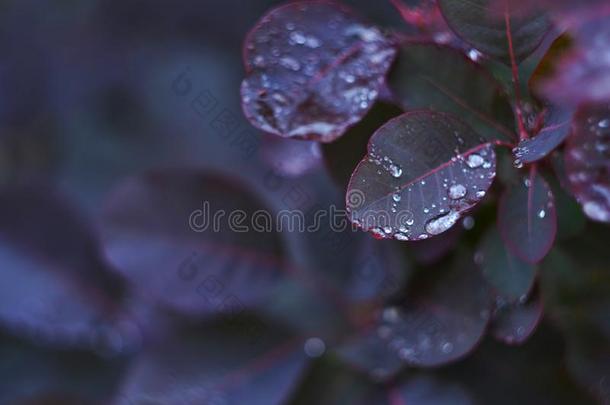 紫色的树叶关于指已提到的人灌木后的雨.植物学的花园.