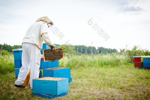 <strong>养蜂</strong>家,<strong>养蜂</strong>人是（be的三单形式校核蜜蜂向h向eycomb木制的框架