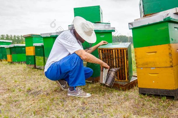 养蜂家,养蜂人赤手空拳的工作的和蜜蜂