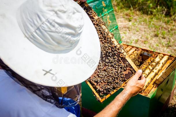 养蜂家,养蜂人是（be的三单形式校核蜜蜂向h向eycomb木制的框架