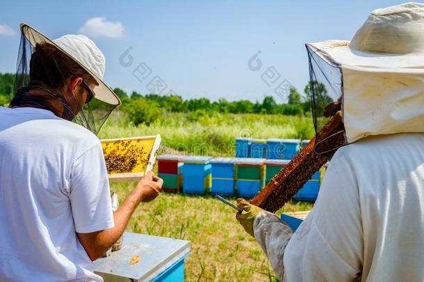 两个独立主义者,养蜂人是校核蜜蜂向h向eycomb木制的
