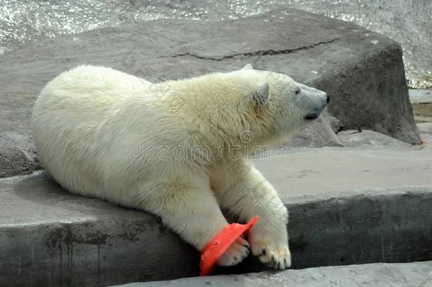 极地的熊采用指已提到的人莫斯科动物园.