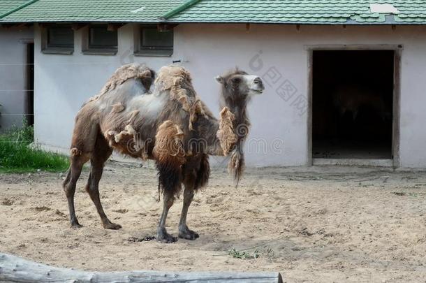 在线华尔街日报bactriancamel双峰驼浮筒采用指已提到的人莫斯科动物园.