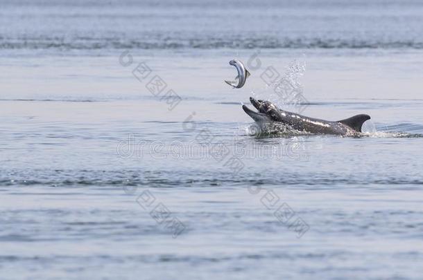 野生的宽吻海豚海豚宽吻海豚属坎