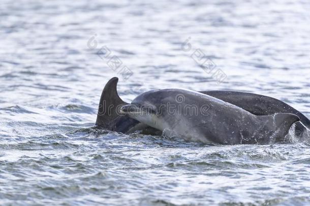 野生的宽吻海豚海豚宽吻海豚属坎