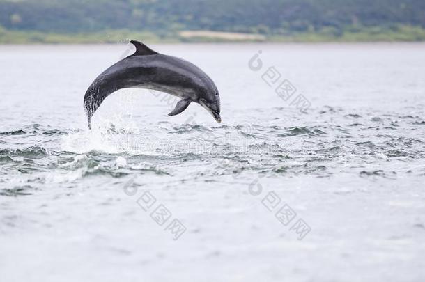 野生的宽吻海豚海豚宽吻海豚属坎