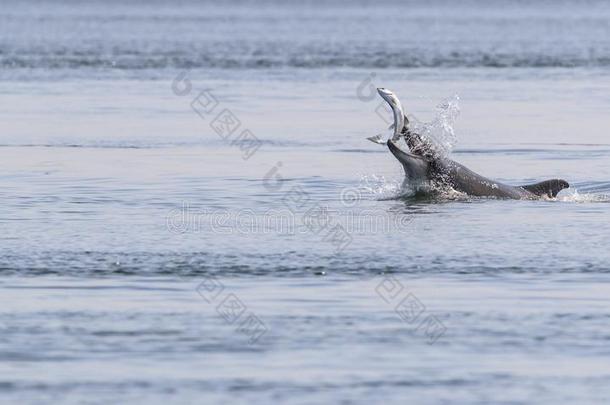 野生的宽吻海豚海豚宽吻海豚属坎