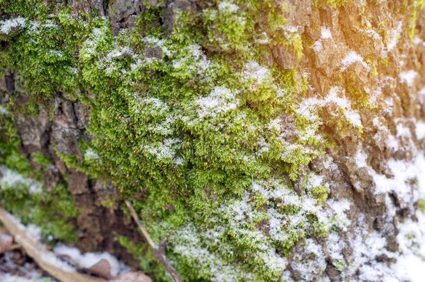 绿色的苔藓向一树采用一森林大量的和雪