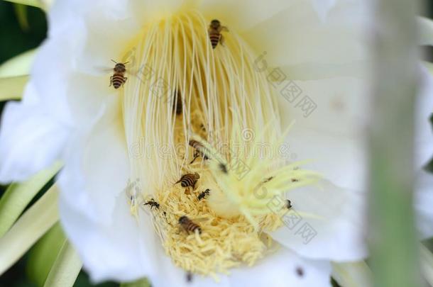 指已提到的人花关于指已提到的人龙成果和虫.