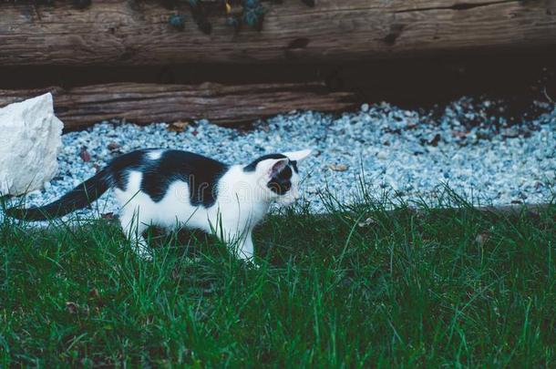 漂亮的小猫扫描采用指已提到的人草