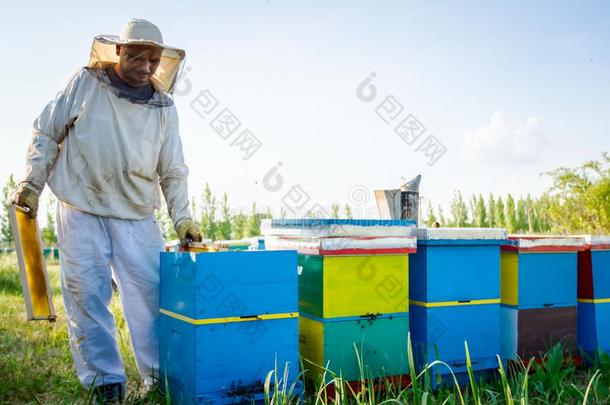 养蜂家,养蜂人是（be的三单形式校核蜜蜂向h向eycomb木制的框架