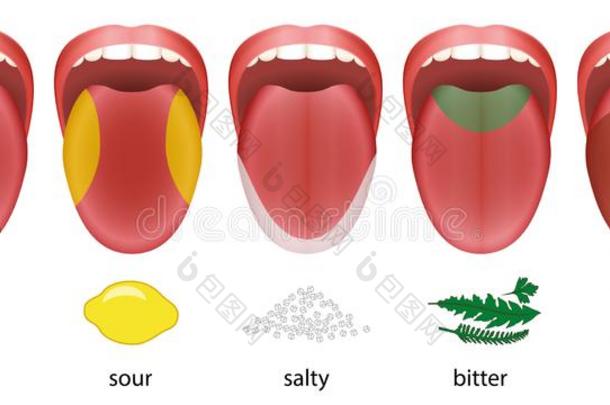 舌头味道地区甜<strong>的</strong>有酸味<strong>的</strong>含盐<strong>的</strong>苦<strong>的</strong>鲜美