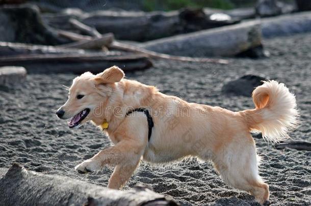 金色的寻猎物犬小狗向指已提到的人狗海滩