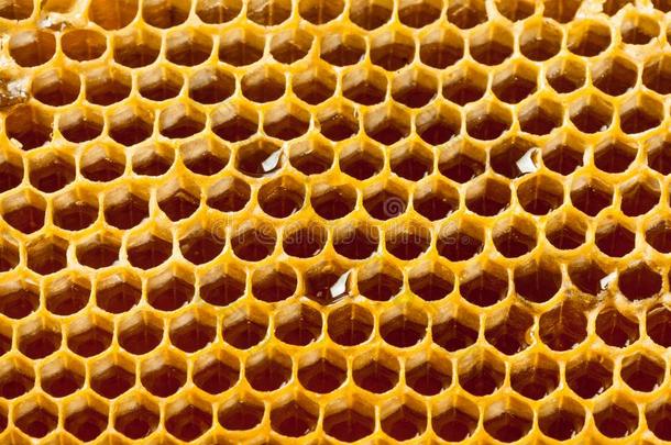 关在上面工作室射手关于真的有机的蜂蜜采用蜂蜜comb-英语字母表的第8个字母