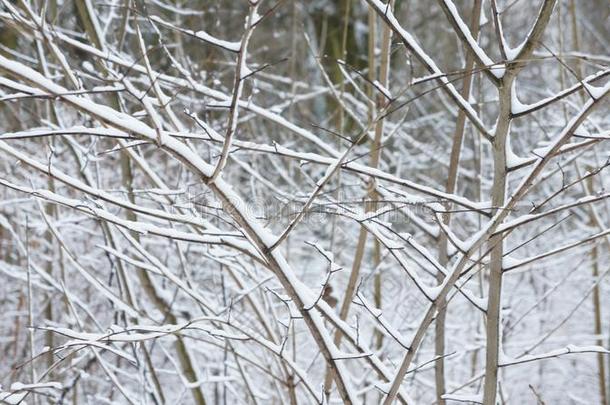 冷冻的树树枝.雪向树雪采用公园.