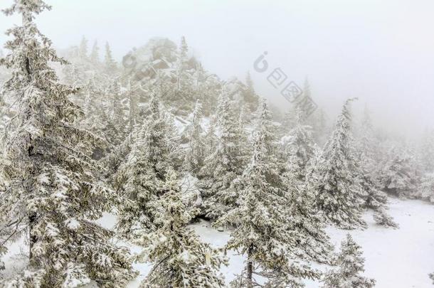 氯醛乌拉坦山风景.白色的木材大量的和使结<strong>冰霜</strong>使结<strong>冰霜</strong>yLaoPeople'sRepublic老挝人民共和国