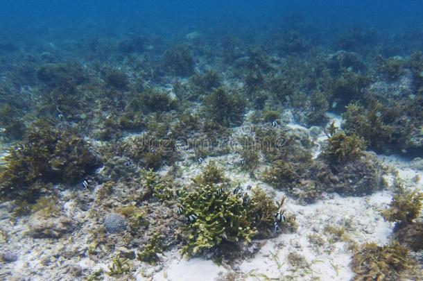 达西勒斯殖民地采用珊瑚礁.<strong>热带</strong>的海岸在水中的photographer<strong>摄影</strong>师