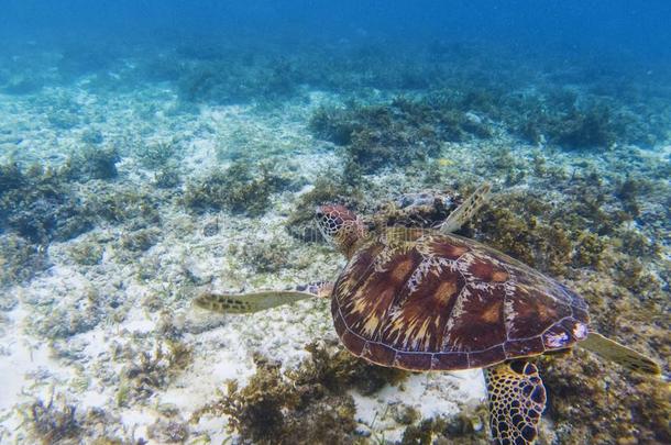 海龟采用热带的海岸.Mar采用e乌龟在水中的photographer摄影师