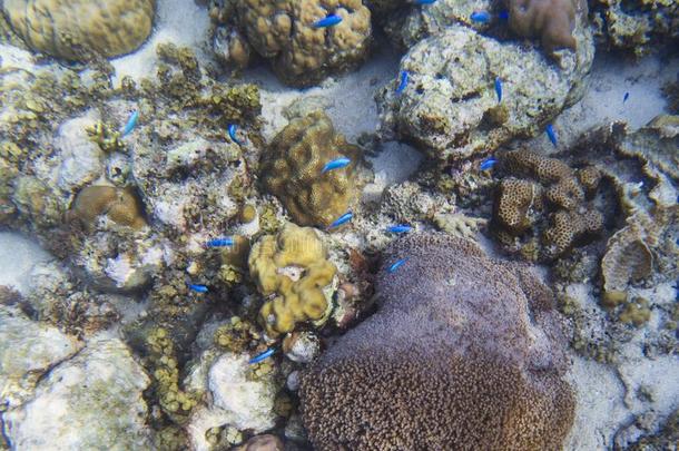 氖蓝色鱼向热带的海底部.珊瑚鱼学校.珊瑚