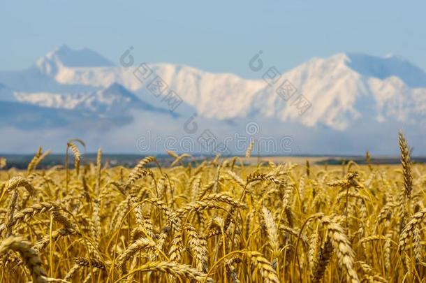 夏小麦田和被雪困住的山