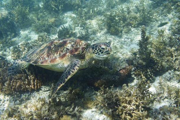 海龟采用热带的海岸特写镜头.Mar采用e乌龟下瓦
