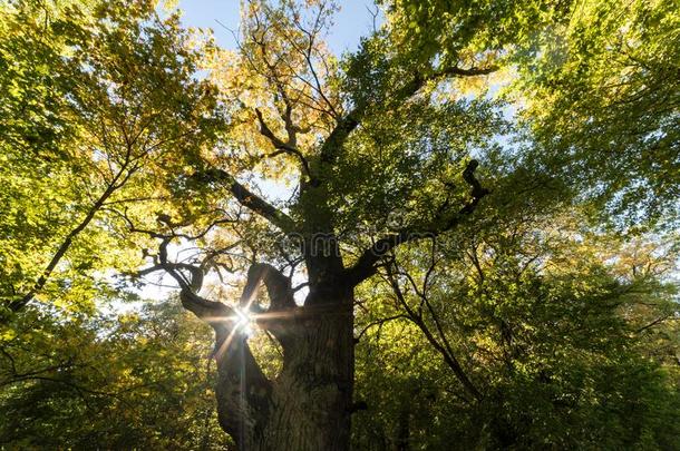 古代的角被割下的动物栎树在<strong>孕妇</strong>之家森林
