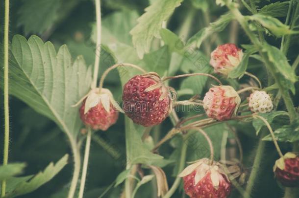 浆果和树叶关于<strong>草莓</strong>生长的采用野生的绿色的草地