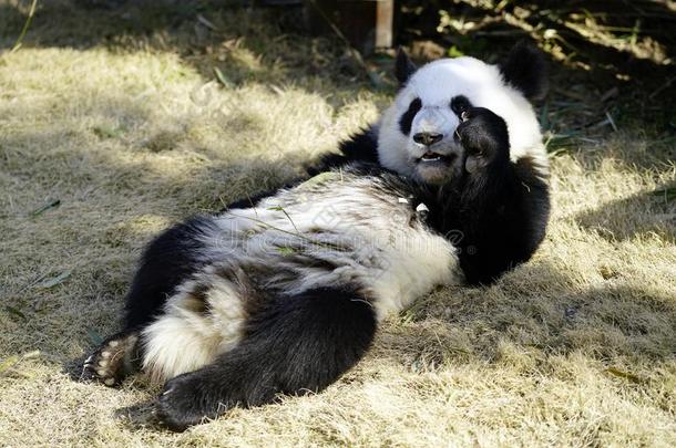 指已提到的人懒惰的巨人<strong>熊猫</strong>是（be的三单形式吃指已提到的人竹子