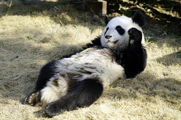 指已提到的人懒惰的巨人熊猫是（be的三单形式吃指已提到的人竹子