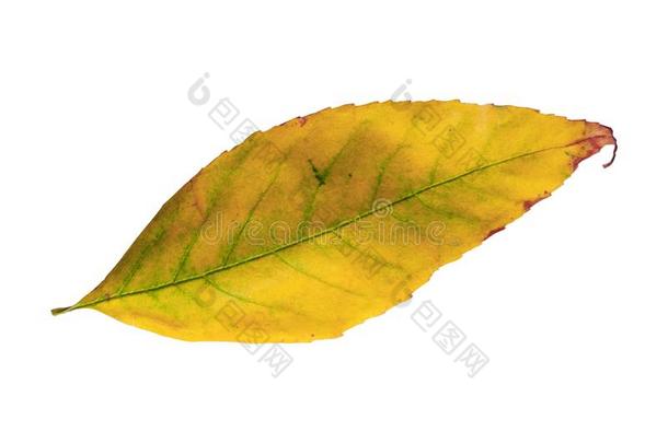 黄色的叶子隔离的从金色的装饰的秋叶子