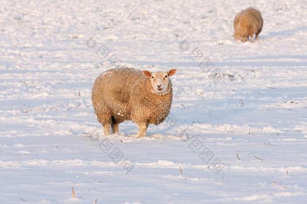 荷兰人的冬<strong>安徒生</strong>和羊采用雪大量的草地