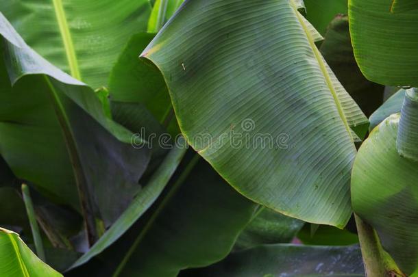 热带的植物和绿色的叶子特写镜头照片.大大地软的香蕉