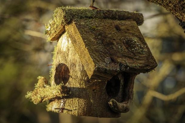 木制的苔藓大量的鸟房屋