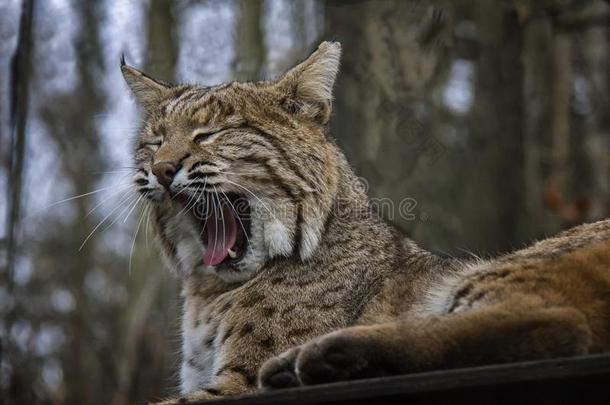 打呵欠美洲野猫.