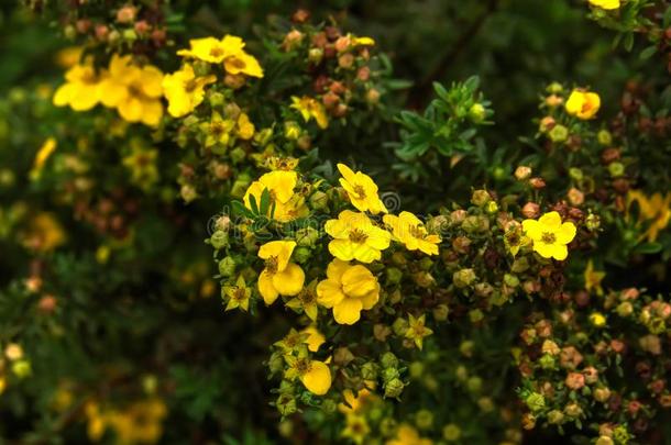 银叶花属.<strong>耕种</strong>的花.